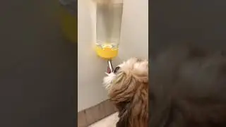 New water bottle!! Shihtzu drinking from water dispenser #shihtzu #dog #dogyoutube