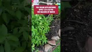 Get Rid of Sawflies with this Quick Guide! [DIY Pest Control]