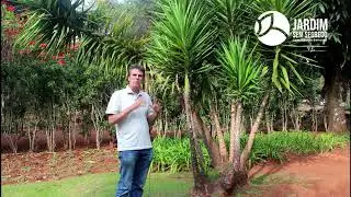 Yucca elephantips - Jardim sem segredo