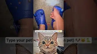Bombastic slippers #cat #meme #funny