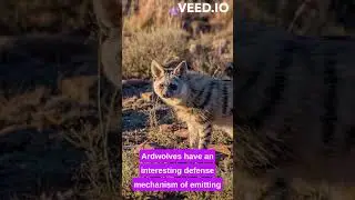 Aardwolf facts #aardwolf  #animals #facts #africa