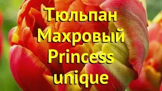 Тюльпан махровый Принцесс Юник. Краткий обзор, описание характеристик Princess unique