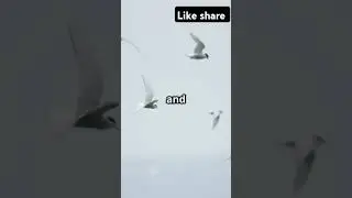 ❤️ #ArcticTern #NatureFacts #WildlifeShorts #BirdMigration #TravelNature