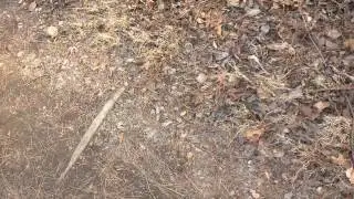 Looking for deer sign