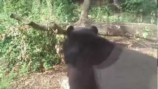 brilbeer - Tremarctos ornatus - Spectacled Bear