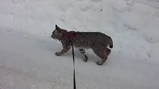 Bobcat direct registering foot steps.