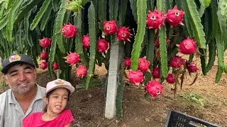 Essa pitaya &eacute; muito produtiva!Uma caixa de pitaya por p&eacute;!