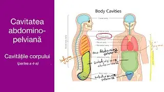 Cavitatea abdomino-pelviană - (Cavitățile corpului - 4/4) - Barron's -Admitere la medicină