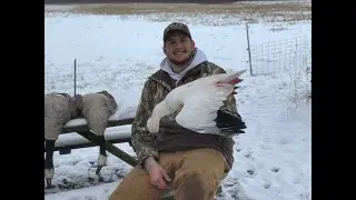 My First Rare Indiana Goose!