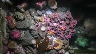 Rocky Intertidal Timelapse