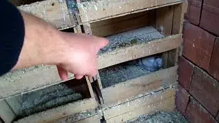 Güvercin yavrularımız Büyüdü Mü ?