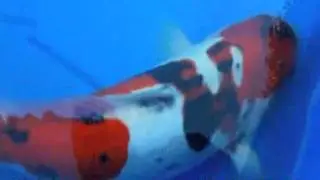 19+Inch+Koi+Fish+For+Sale-+www.KoiMasters.com_mpeg2video.mpg