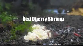Neocaridina Shrimp enjoying some snowflake food.