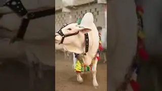 Karachi Cow Mandi Video | White Bull Video | Cattle Faram Videos 2022 |Mandi latest Video #FQ #Short
