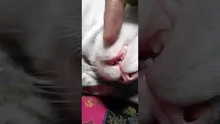 my cat is losing teeth 😭😭😭