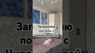Заправляю постель с Чипой-дрипой 🐶 #собака #мальтезе #dog #maltese