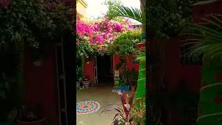 Beautiful village Home Garden 🏡🏡🏡 #sparrow #gardening #garden #village #decor#rose #Parsodi