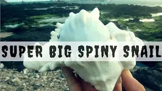 harvesting many giant seashells