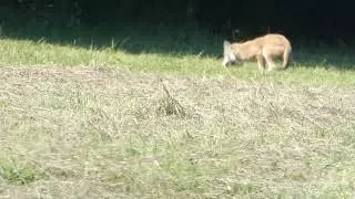 coyote catching and killing groundhog in PA in honor of Groundhog day