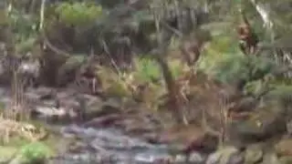 Kauai Boyz