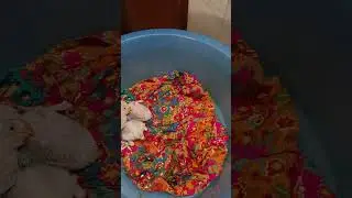 Part #4 (English): How to feed Raw Parrot 1 month babies?