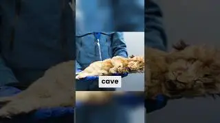 An Ancient Lion Was Found Frozen in Ice