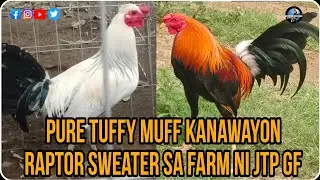 RAPTOR SWEATER AT KANAWAYON NI JTP GAMEFARM ANG GAGWAPO