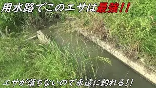 このエサのある部分で無限に釣れる