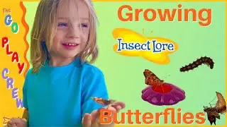 Growing Butterflies with Insect Lore Butterfly Garden Kit | Kids Videos for Kids