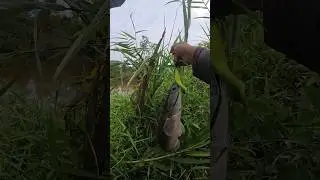 strike toman sungai pakai softlure   #mancing #castingtoman