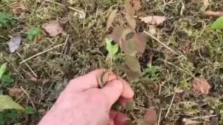 Tuincursus-online Onderhoudstips van een extensieve dakbegroeiing