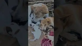 My dog gave birth to adorable puppies in the farm | Real life dog story #dogs #dog #pets  #doglife