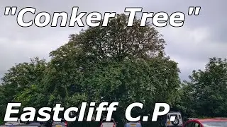 The 'Conker Tree' - Eastcliff Car Park - 09/06/21