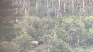 Six Point Bull