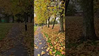 #autumn in the UK #autumnEngland #autumnuk #autumn #autumncolors