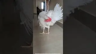 🐔Bhattu ki oche comments🙏🏻 #bhattu #sad #funny #troll #memes #roast #chicken #trending #viralshort