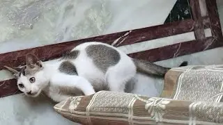 Sweet Cat #huntingcat #kitten #cat #playingkitten #catlover #catvideos #catshorts #catvideo #ytvideo