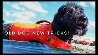 Testing out the Ruffwear float coat! Can all dogs swim?