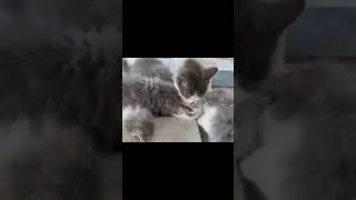 Kittens eating boiled chicken for first time 🐔 #shorts #cats #catvideos #kitten #catvideo2023