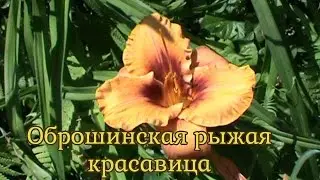 Оброшинская рыжая красавица - Obroshin Ginger Beauty