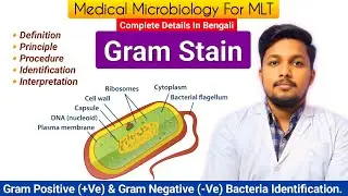 Gram Stain 🫟 | Gram Staining Procedure | Gram Positive & Negative Bacteria | Bacteriology For MLT 🦠