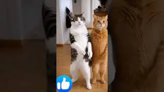 cat is dance best music. #cat