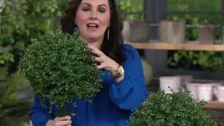 English Gardens Indoor/Outdoor Boxwood Sphere with Ground Stake on QVC