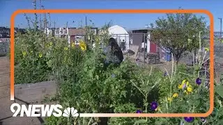 Denver's top-performing middle school uses farm-based learning to teach sustainability