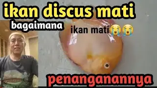 Ikan discus mati ??? Bagaimana penanganan ikan supaya tidak tertular ikan yang mati @erarfishfarm