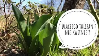 Tulipany nie kwitną ? Mam na to sposób