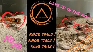 Knob tail Geckos waking up for breeding !