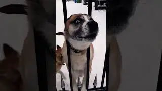 Pies obronny 🐕