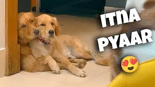 Aree ye Kaisa PYAAR chal raha hai Dono ka 😂😍 @thehimalayanhusky