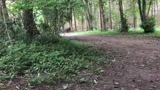Stomp Pit Bike 125cc